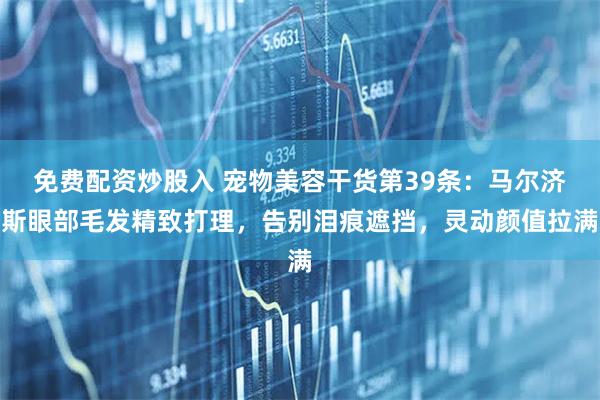 免费配资炒股入 宠物美容干货第39条:马尔济斯眼部毛发精致打理,告别泪痕遮挡,灵动颜值拉满