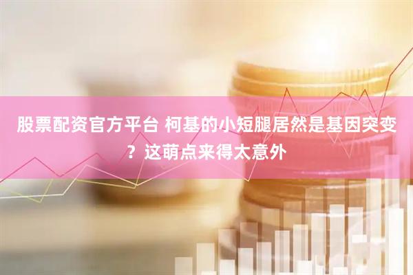 股票配资官方平台 柯基的小短腿居然是基因突变？这萌点来得太意外